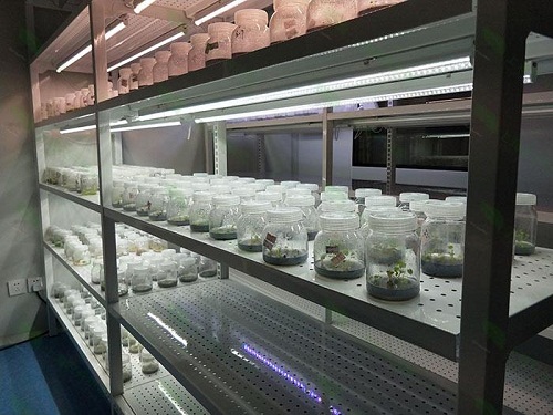 珠海植物组织培养实验室设计建设方案